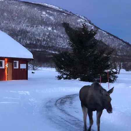Lofoten Turistsenter Camping *